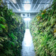 Cannabis richtig trocknen – Do’s & Don’ts